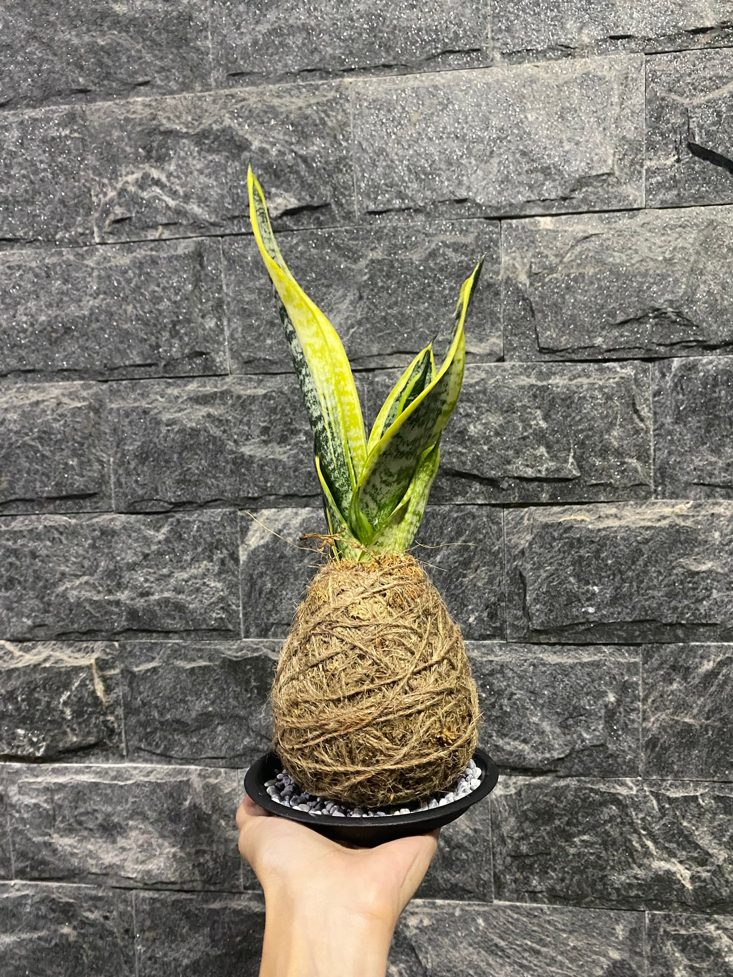 Snake Plants Kokedama