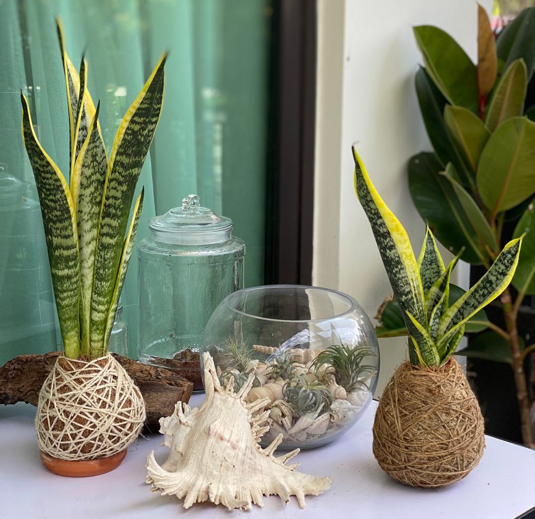 Snake Plants Kokedama