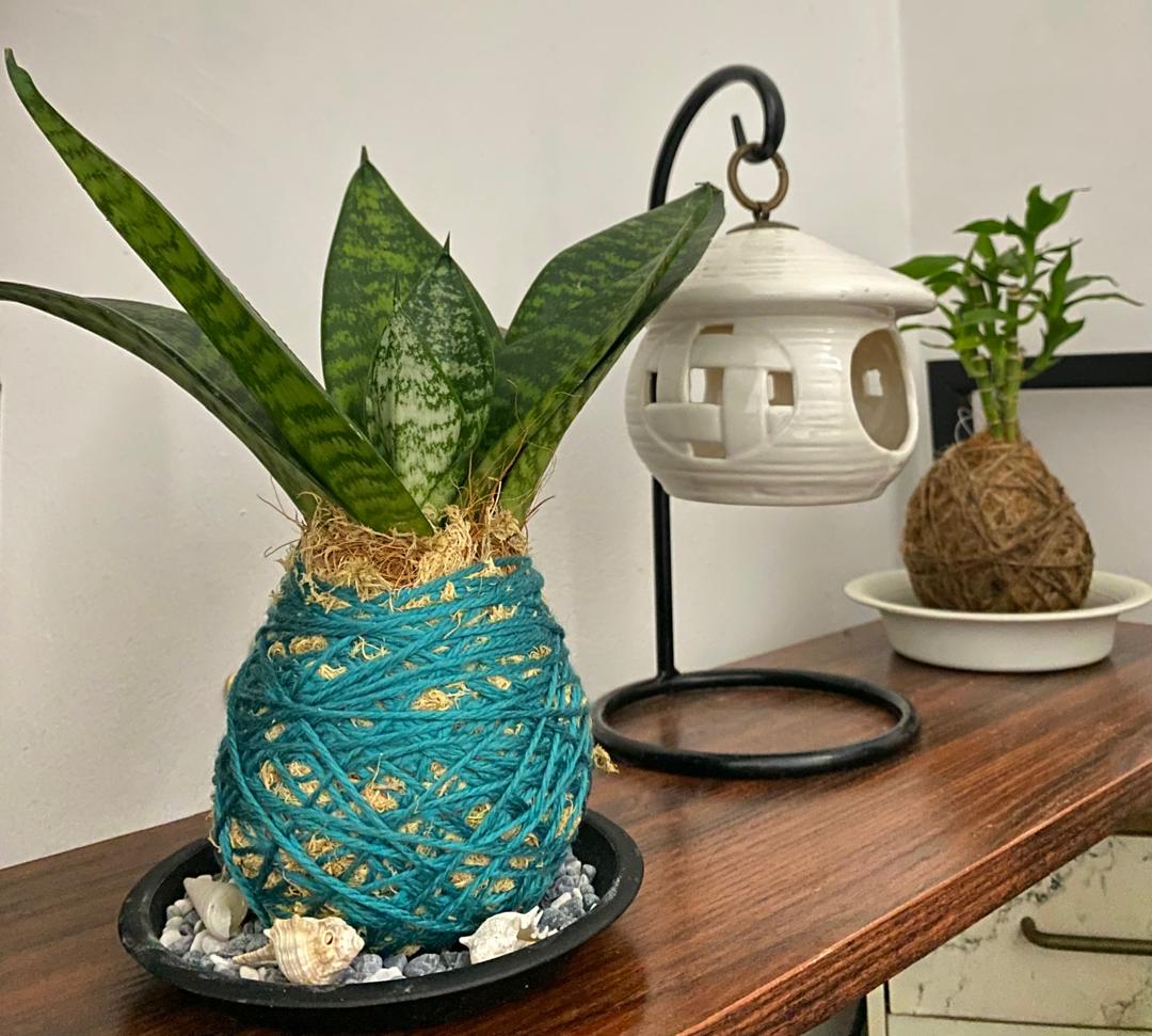 Snake Plants Kokedama